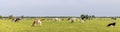 Cows grazing in field landscape, peaceful and happy, a group in Dutch pasture of flat land with a blue sky Royalty Free Stock Photo