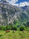 Cows grazing on field in mountain village above Lauterbrunnen valley. Royalty Free Stock Photo