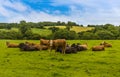 Cows grazing in a field near Catesby, UK Royalty Free Stock Photo