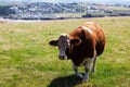 Cows grazing in a field near Polzeath