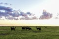 Cows grazing in the field, in the Pampas plain, Royalty Free Stock Photo