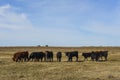 Cows grazing in the field, in the Pampas plain, Royalty Free Stock Photo
