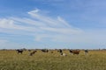 Cows grazing in the field, in the Pampas plain, Royalty Free Stock Photo
