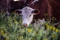 Cows grazing in the field, in the Pampas plain, Royalty Free Stock Photo