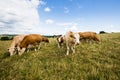 Cows Grazing In A Field With Partly Cloudy Skies Royalty Free Stock Photo