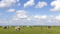 Cows grazing in the field, peaceful and sunny in Dutch landscape of flat land with a blue sky with white clouds Royalty Free Stock Photo