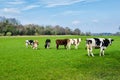 Cows grazing in a field Royalty Free Stock Photo