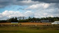 Cows grazing in a field on a stormy day with farm building and tractor with trailer in the background