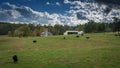 Cows grazing in a field on a stormy day with farm buildings in the background Royalty Free Stock Photo