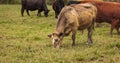 Cows grazing on a Field in Summertime, Cow Farm. Close up of a brown cows on a green alpine meadow Royalty Free Stock Photo