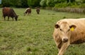 Cows grazing on a Field in Summertime, Cow Farm. Close up of a brown cows on a green alpine meadow Royalty Free Stock Photo
