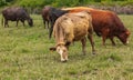 Cows grazing on a Field in Summertime, Cow Farm. Close up of a brown cows on a green alpine meadow Royalty Free Stock Photo