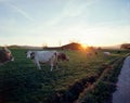 Cows grazing on a field