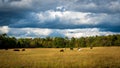 Cows grazing in a field under stormy skies with forest in the background Royalty Free Stock Photo