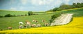 Cows grazing food grass on field in France calm scene Royalty Free Stock Photo