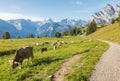 Cows grazing on fresh alpine meadow in Glarus Alps, Switzerland Royalty Free Stock Photo