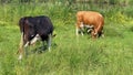 Cows grazing the fresh grass Royalty Free Stock Photo