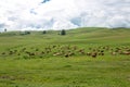 Cows grazing in a fresh green field Royalty Free Stock Photo