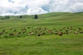 Cows grazing in a fresh green field Royalty Free Stock Photo