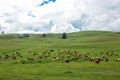 Cows grazing in a fresh green field Royalty Free Stock Photo
