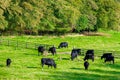 Cows grazing in a fresh green field Royalty Free Stock Photo