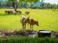 Cows grazing in a fresh green field in shadow of tree Royalty Free Stock Photo