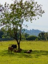 Cows grazing in a fresh green field in shadow of tree Royalty Free Stock Photo