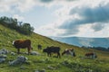 Cows grazing in fresh green meadows. Cattle on pasture in alpine mountains