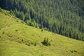 Cows grazing on fresh green mountain meadow on a background of the beautiful mountain landscape. Carpathians Ukraine Royalty Free Stock Photo