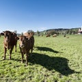 Animal husbandry in Switzerland Royalty Free Stock Photo