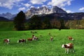 Cows grazing in front of the Wilder Kaiser Mountains in a sunny autumn day. Royalty Free Stock Photo