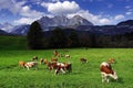 Cows grazing in front of the Wilder Kaiser Mountainsin a sunny autumn day. Royalty Free Stock Photo