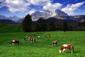 Cows grazing in front of the Wilder Kaiser Mountainsin a sunny autumn day. Royalty Free Stock Photo