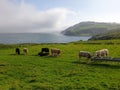 Cows Grazing With The Gorgeous Northern Ireland Coast In The Background
