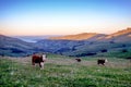 Cows grazing on the grass field of New Zealand Royalty Free Stock Photo