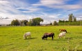 View of cows grazing grass on the field. Selective focus, travel photo Royalty Free Stock Photo