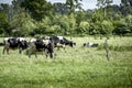 Cows grazing on the grass in the fields Royalty Free Stock Photo