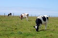 Cows grazing Royalty Free Stock Photo