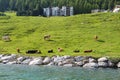 Cows grazing grass on pasture in Switzerland Royalty Free Stock Photo