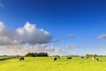 Cows grazing on a grassland in a typical dutch landscape Royalty Free Stock Photo