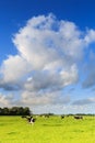 Cows grazing on a grassland in a typical dutch landscape Royalty Free Stock Photo