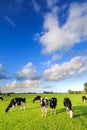 Cows grazing on a grassland in a typical dutch landscape Royalty Free Stock Photo