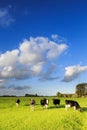 Cows grazing on a grassland in a typical dutch landscape Royalty Free Stock Photo