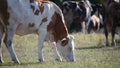 Cows Grazing