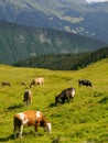 Cows grazing on a green alpine meadow