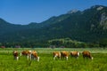 Cows grazing on a green Alpine meadow