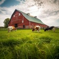 Cows Grazing on Green Field with Barn in Background Royalty Free Stock Photo