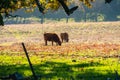 Cows grazing on a green field covered in fallen western sycamore leaves, Livermore, east San Francisco bay area, California