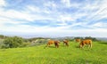 Cows grazing on green field with fresh grass under blue sky Royalty Free Stock Photo