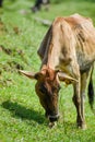 Cows grazing on a green field in India Royalty Free Stock Photo